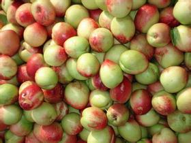 供应大棚油桃产地-山东油桃批发市场哪里种植大棚油桃