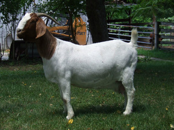 母羊销售商  山东省鲁奥种羊繁育面向全国常销售:1-6代波尔山羊,纯种