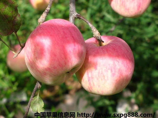 陕西礼泉红富士苹果信息|陕西礼泉苹果红富士