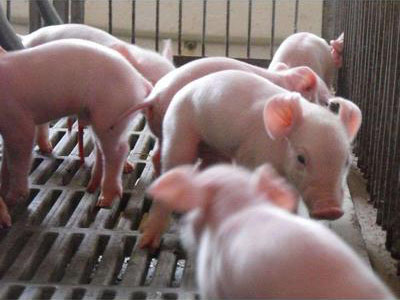 长期供应大猪增肥专用营养饲料 优质猪饲料