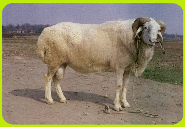 小尾寒羊孕羊,小尾寒羊种公羊,小尾寒羊肥羔