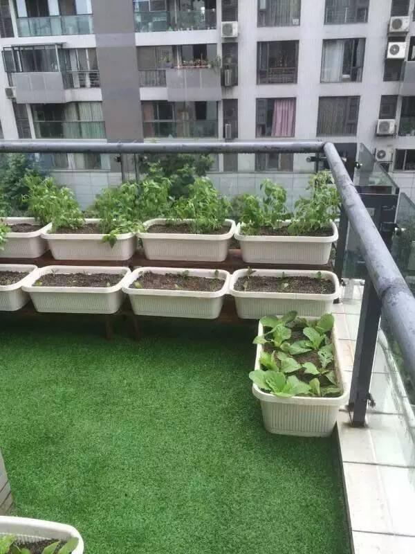 供应四川家庭菜园设计-成都私家阳台种菜花盆