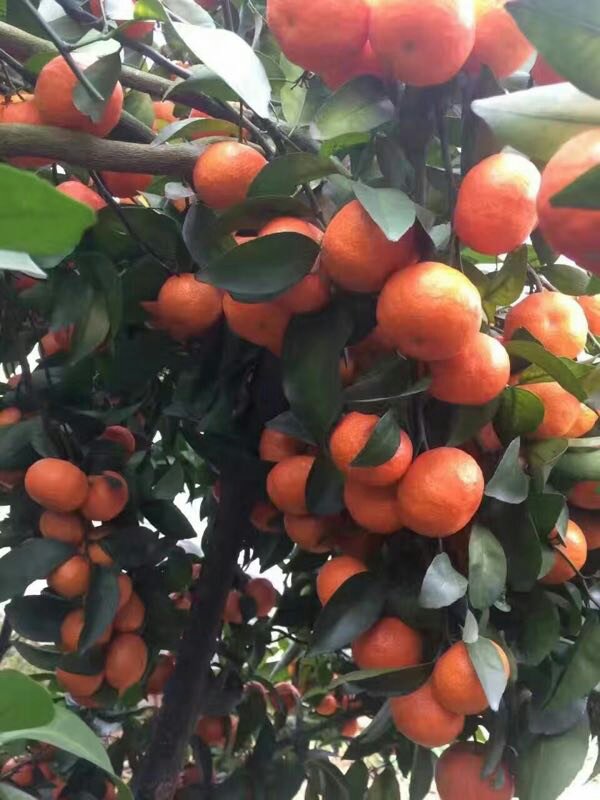 橘子砂糖橘产地直销种植基地批发销售全国招商