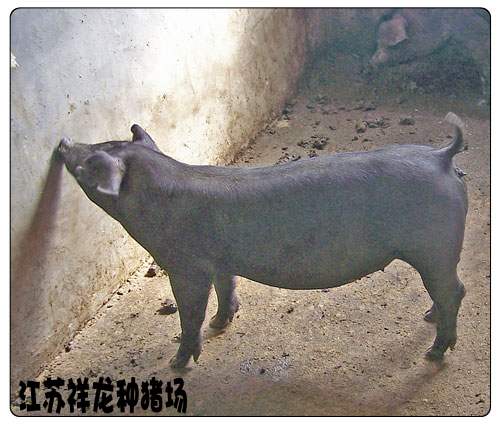 苏太母猪与长白公猪杂交,其后代164.