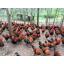 黔江养殖黑红羽香鸡苗市场前景 香鸡苗供应商电话
