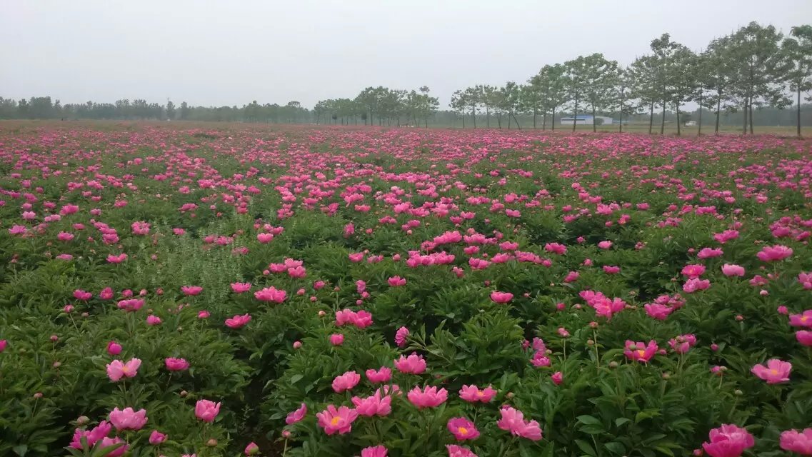 辽东药用芍药种植,芍药苗批发采购