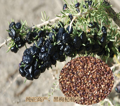 素之王-供应种植业黑马项目育苗专用黑枸杞种