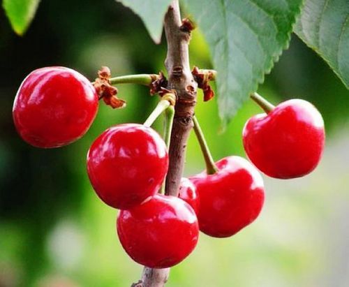 物  英文名称:acerola extract  植物来源:本品为西印度樱桃果实提取