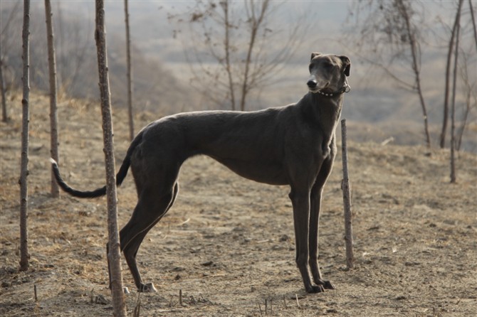 中国*的格力犬交易区