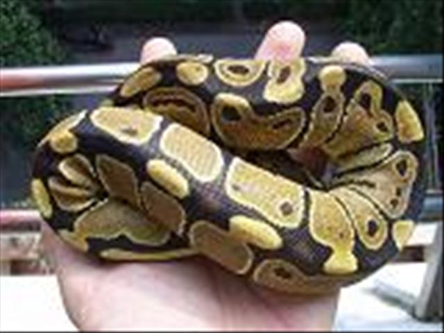 供应 球蟒(中小型宠物蛇)蛇苗 特种养殖-伟隆特